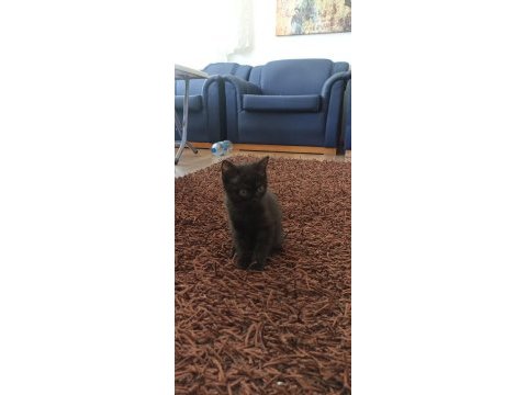 Çok tatlı scottish fold kedileri