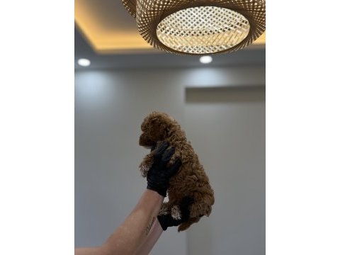 Toy poodle wc pet eğitimli yavrumuz yeni yuvasına hazır