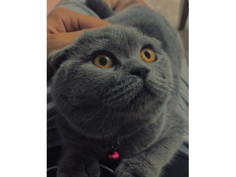 Analı kızlı verilecek kediler