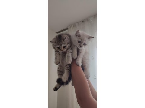 Dişi british shorthair blue point ve silver tabby