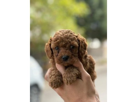 Tatlı toy poodle bebeklerim