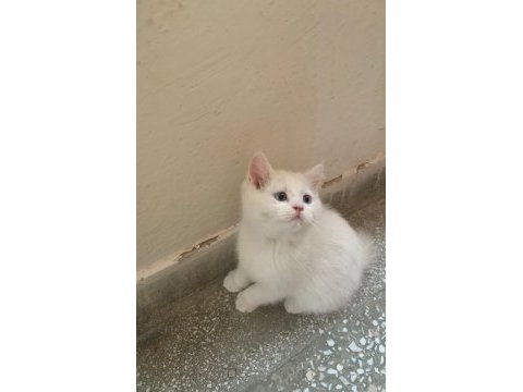 Güzel kedilerimize sıcak yuva arıyoruz