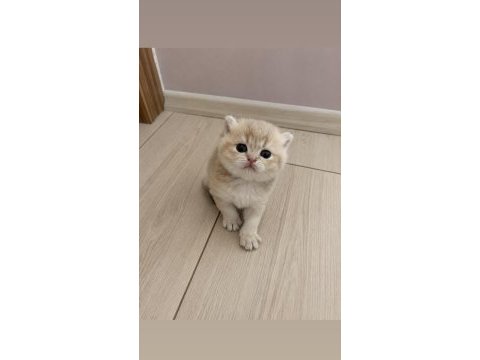 Ay11 erkek british shorthair