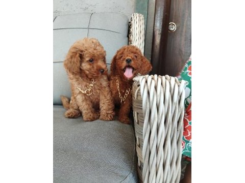 Sevgi dolu ailelerimiz için poodle bebekler