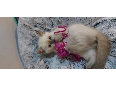 British shorthair blue point erkek