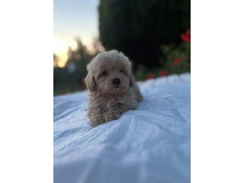 Maltipoo karamel