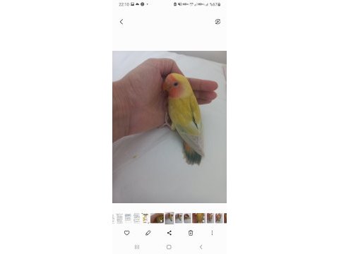 Full evcil ele alışık sevda papağanı yavrusu