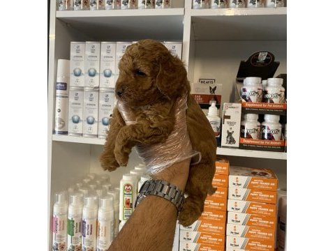 Ruhsatlı çiftlikten poodle yavrularımız