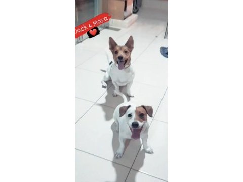 Jack russell kısa bacak çiftlik veya üretici değilim
