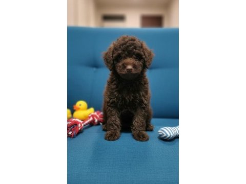 Çikolata toy poodle nadir renk