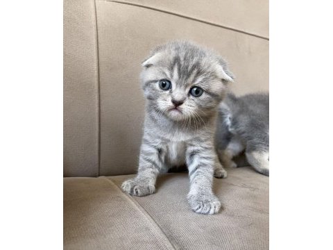 Scottish fold bebeklerim