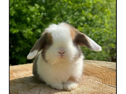 Hollanda lop ve teddy lop yavrular