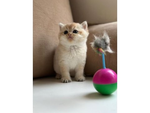 60 günlük british shorthair