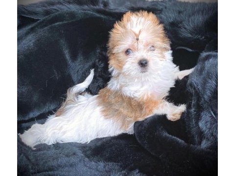Çok özel exotic yorkshire terrier yavrularımız