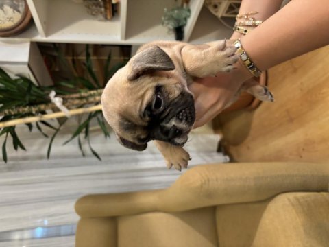 Oyuncu french bulldog köpekler