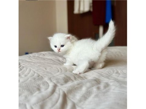 Masum bebek silver british shorthair 