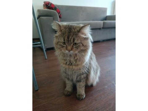 British longhair 1 yaşında