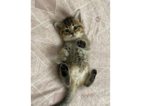 British shorthair erkek yavru sahiplendirilecektir