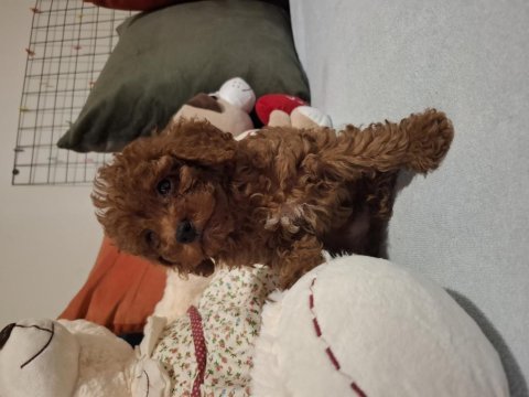 Minik ama sevgi oldu toy poodle yavrular
