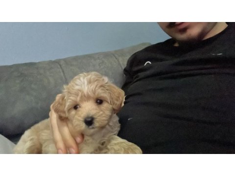 85 günlük orjinal kore maltipoo ev doğumlu kızımız