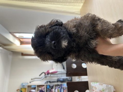 Tibetan terrier toy poodle kırması 45 günlük yavrular