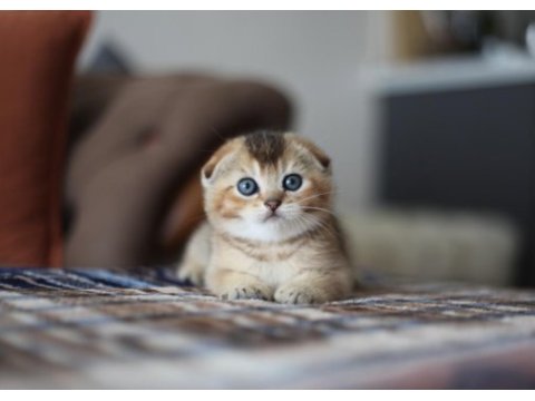 Top kafa scottish fold yavru