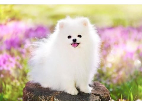 Show kalite teddy face pomeranian ziyarete açık