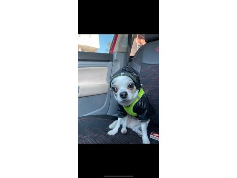 Safkan chihuahua yavrularımız