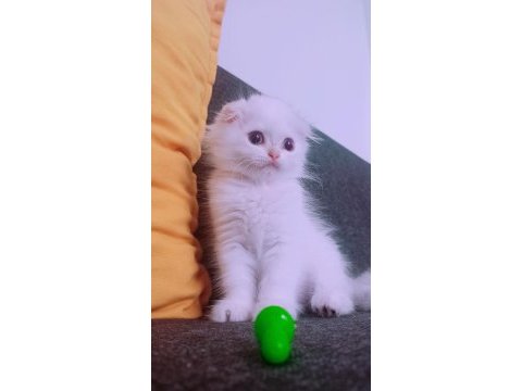 İstanbul içinde ulaşımını sağlıyorum british longhair