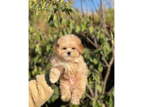Muhteşem güzellikte maltipoo bebeklerimiz ciftliğimizden
