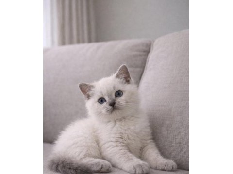 2 aylık blue point british bebek