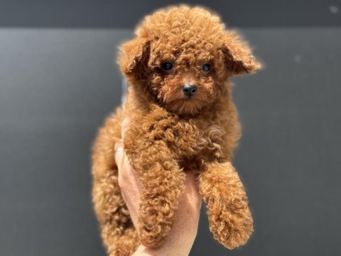 Ankarada ziyarete açık kore toy poodle yavrular