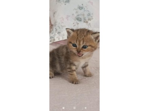British shorthair tabby