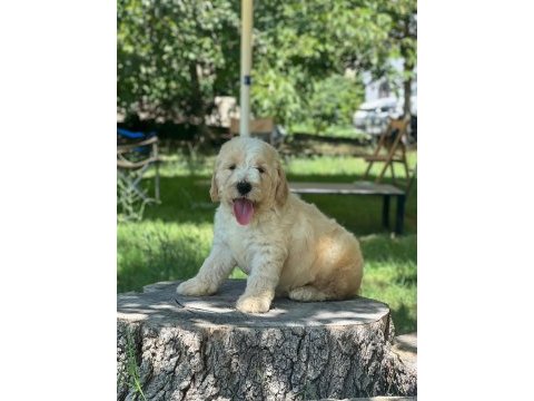 Labradoodle dişi / erkek 2 aylık