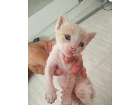 Anne mavi rus kedisi baba british longhair yavruları