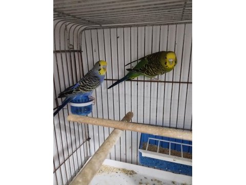 Tek dişi rainbow yerli muhabbet kuşu dişiler