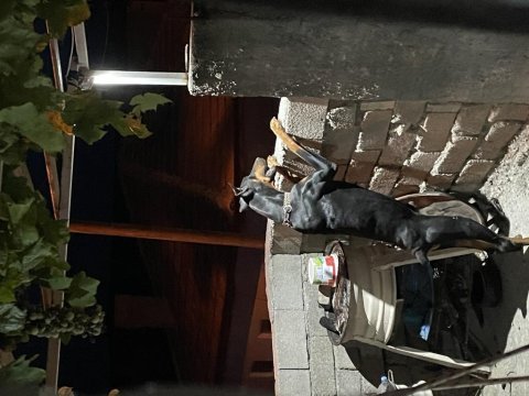 Erkek 3 yaşında doberman çok iyi bodyguard eğitimi var