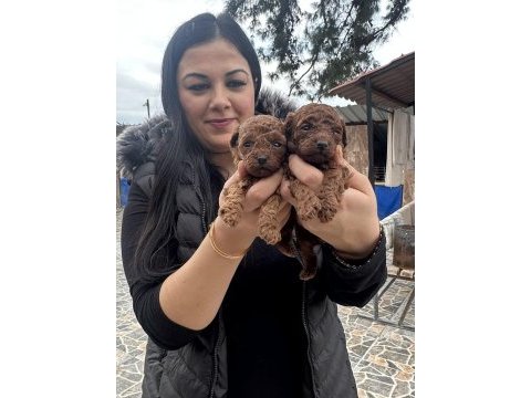 Ufacık toy poodle yavrularım