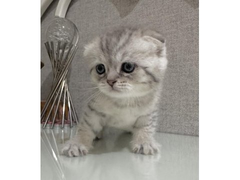Scottish fold a kalite yavrular