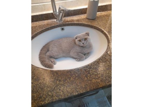 Scottish fold dişi yavru