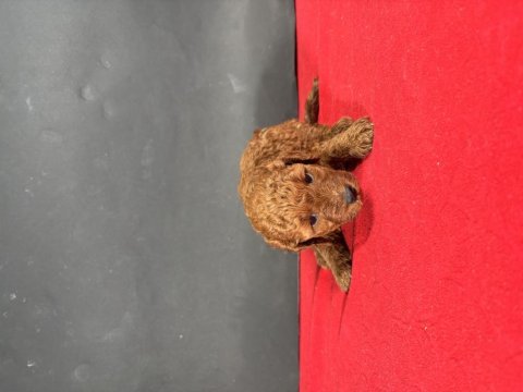 Mini boy red toy poodle yavrumuz