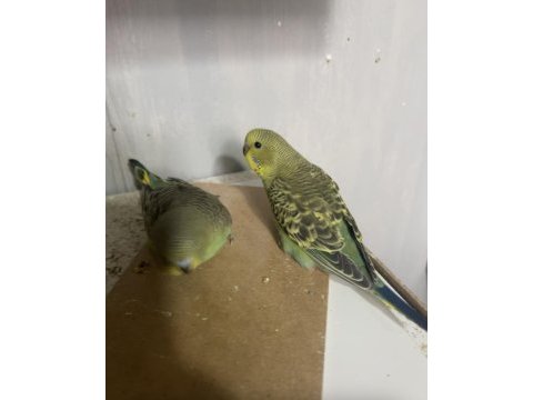 Yeni yeme düşecek muhabbet kuşu
