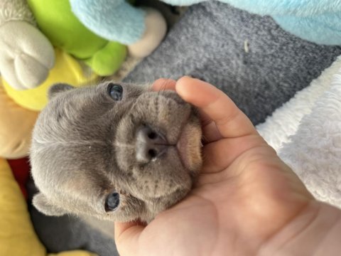 Fransız bulldog 40 günlük