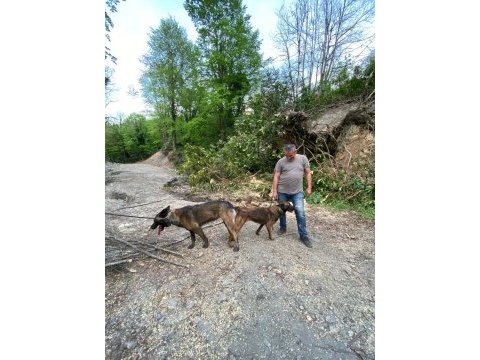 Rezerve açık malinois yavrular