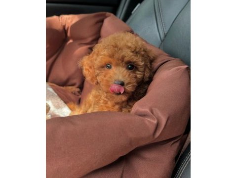 Toy poodle 0 numara kore kan
