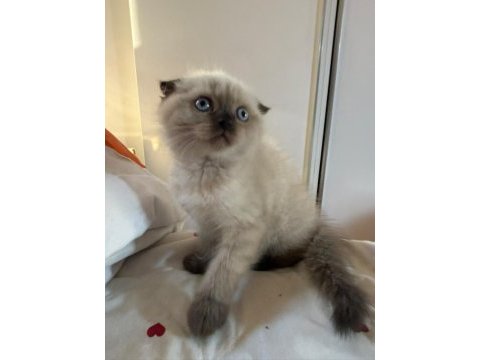 Mükemmel kaliteli maviş gözlü british shorthair