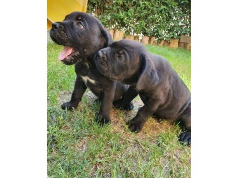 Irk ve sağlık garantili cane corso yavrular
