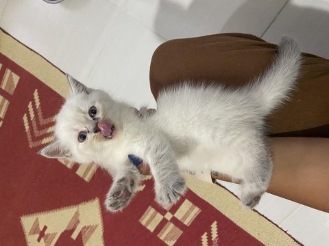 British yavru kedi