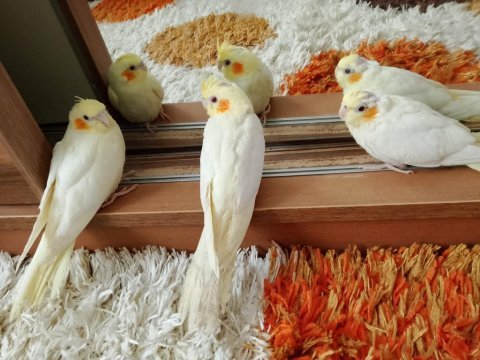 Sultan papağanı yavruları
