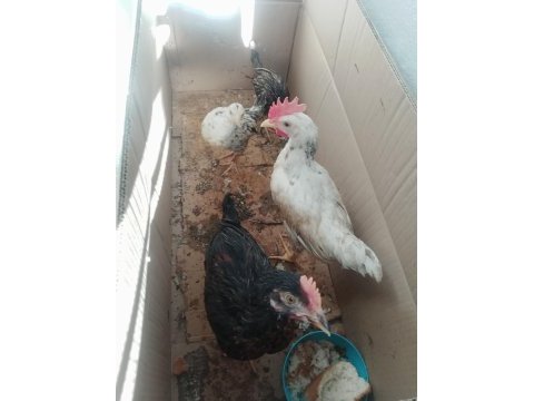Tavuk kendimiz büyütme cicivken aldık